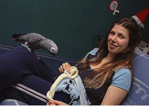 zdravý a aktivní šedý papoušek.